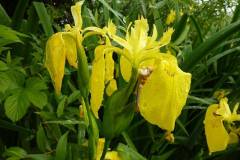 Iris pseudacorus