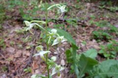 Platanthera chlorantha