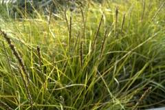 Sesleria autumnalis