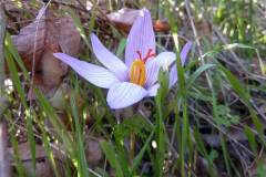 Crocus pallasii