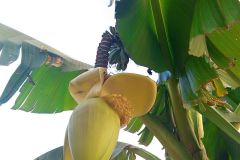 Musa basjoo