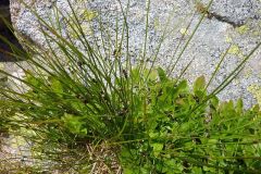 Juncus trifidus