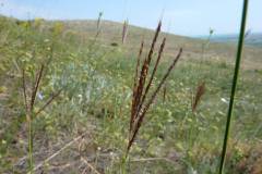 Bothriochloa ischaemum