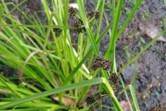 Cyperus difformis