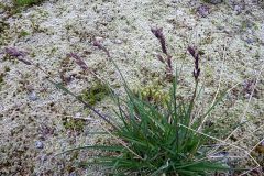 Poa alpina