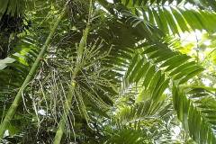 Dypsis lutescens