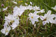 Tristagma uniflorum