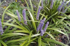 Liriope muscari