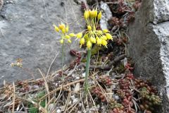 Allium webbii