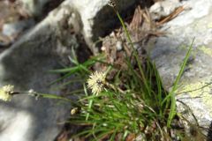 Carex rupestris