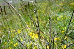 Nardus stricta