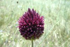 Allium sphaerocephalon
