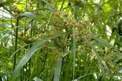 Cyperus alternifolius