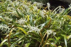 Ophiopogon jaburan