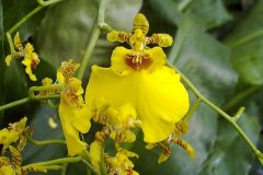 Oncidium ramosum