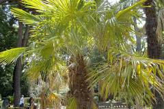 Trachycarpus fortunei