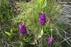 Dactylorhiza cordigera