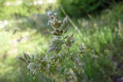 Poa pratensis