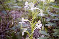 Platanthera bifolia
