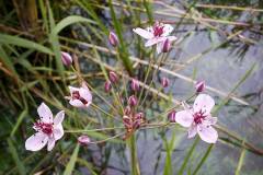 Butomus umbellatus