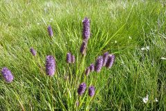 Phleum alpinum