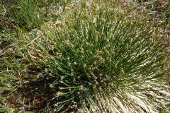 Baeothryon caespitosum