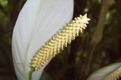 Spathiphyllum wallisii