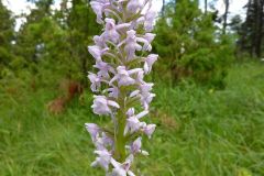 Gymnadenia conopsea