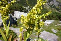 Veratrum album