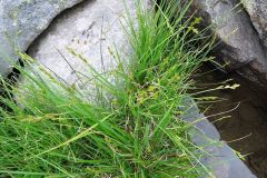 Carex ovalis