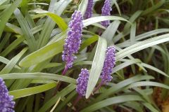 Liriope platiphylla