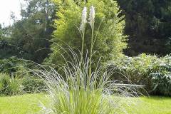 Cortaderia selloana