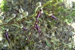 Himantoglossum calcaratum