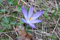 Crocus veluchensis