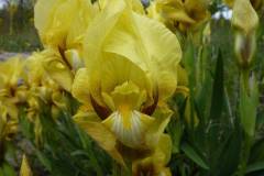 Iris reichenbachii