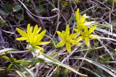 Gagea lutea