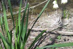 Leucojum aestivum