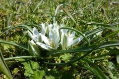Ornithogalum sigmoideum