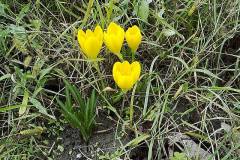 Sternbergia lutea