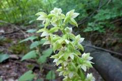 Epipactis helleborine