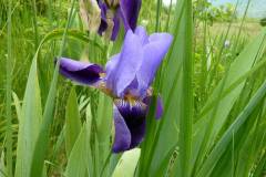 Iris germanica