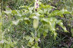Dracunculus vulgaris
