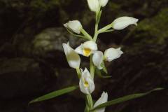 Cephalanthera longifolia