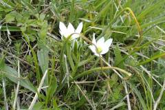 Ornithogalum umbellatum