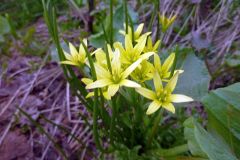 Gagea fistulosa