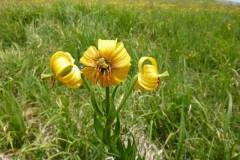 Lilium bosniacum