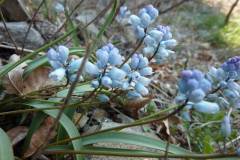 Hyacinthella leucophaea