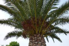 Phoenix dactylifera