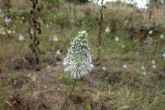 Allium guttatum