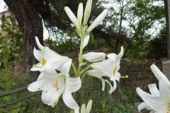 Lilium candidum